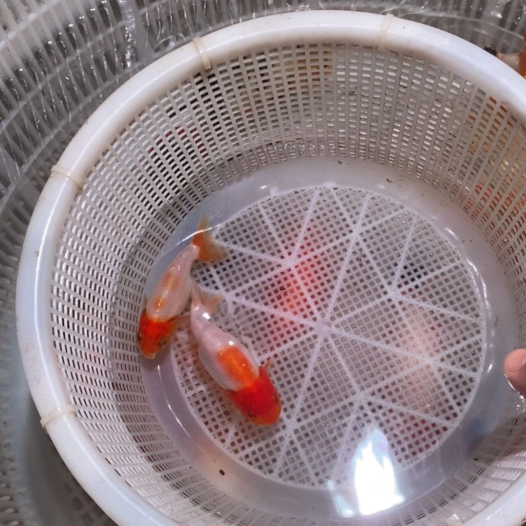 金鱼兰寿金鱼齐腮红