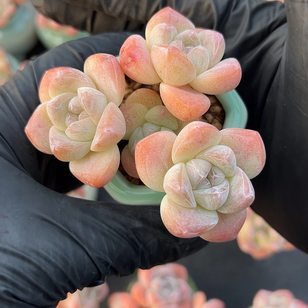 沫***～三头冰玉带盆发的1527