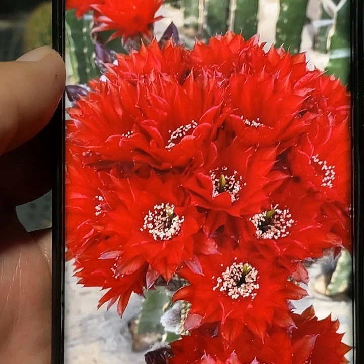 金刚矫姬侧芽 歪 满20包邮高 6公分