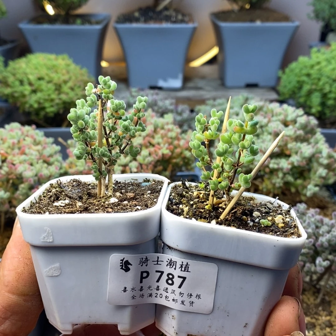 是***ღ787套餐2颗枝干番杏