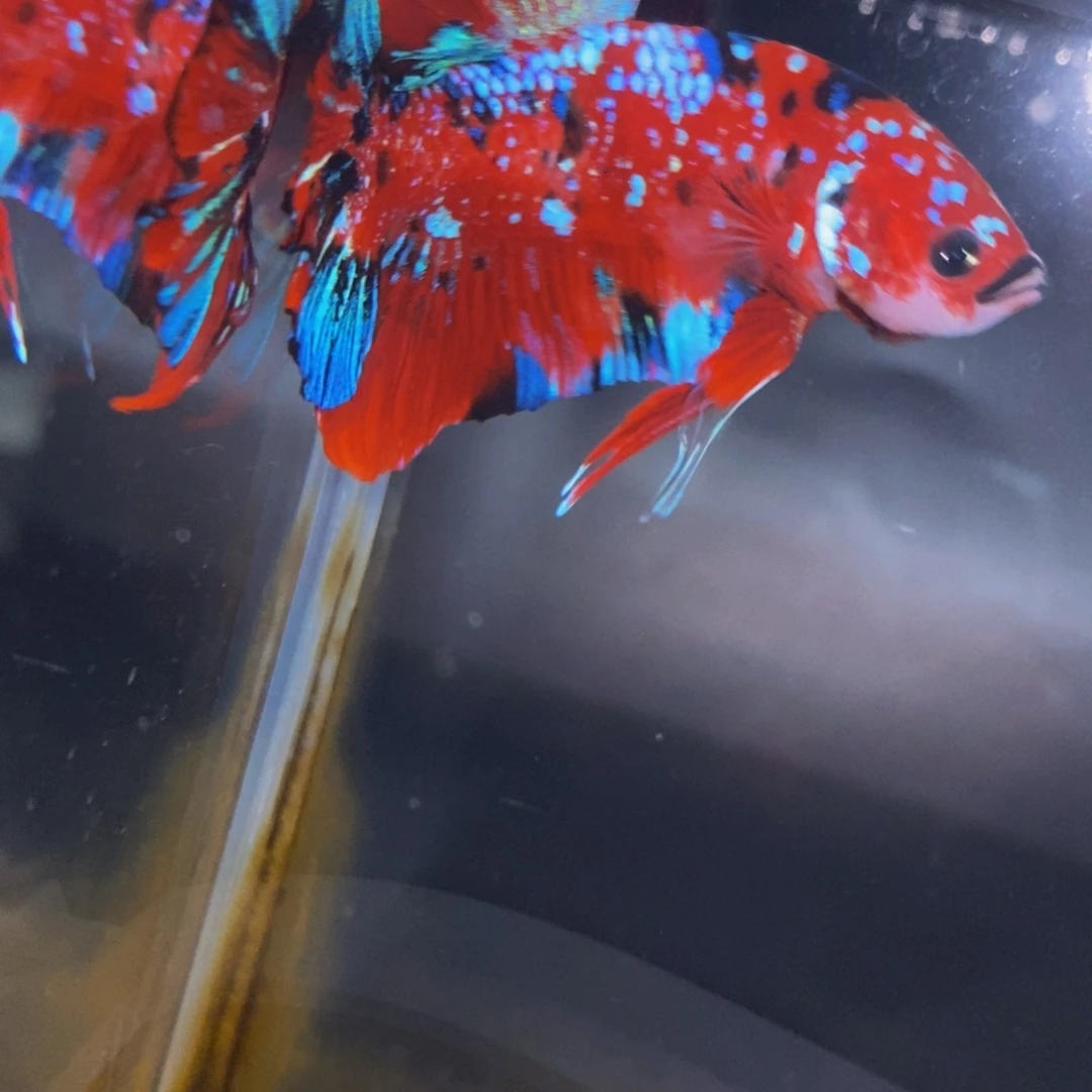 斗鱼305巨斗111111