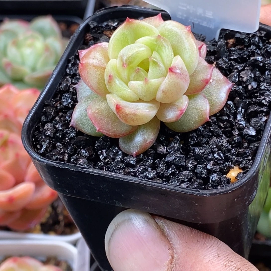 天官赐福百无禁忌