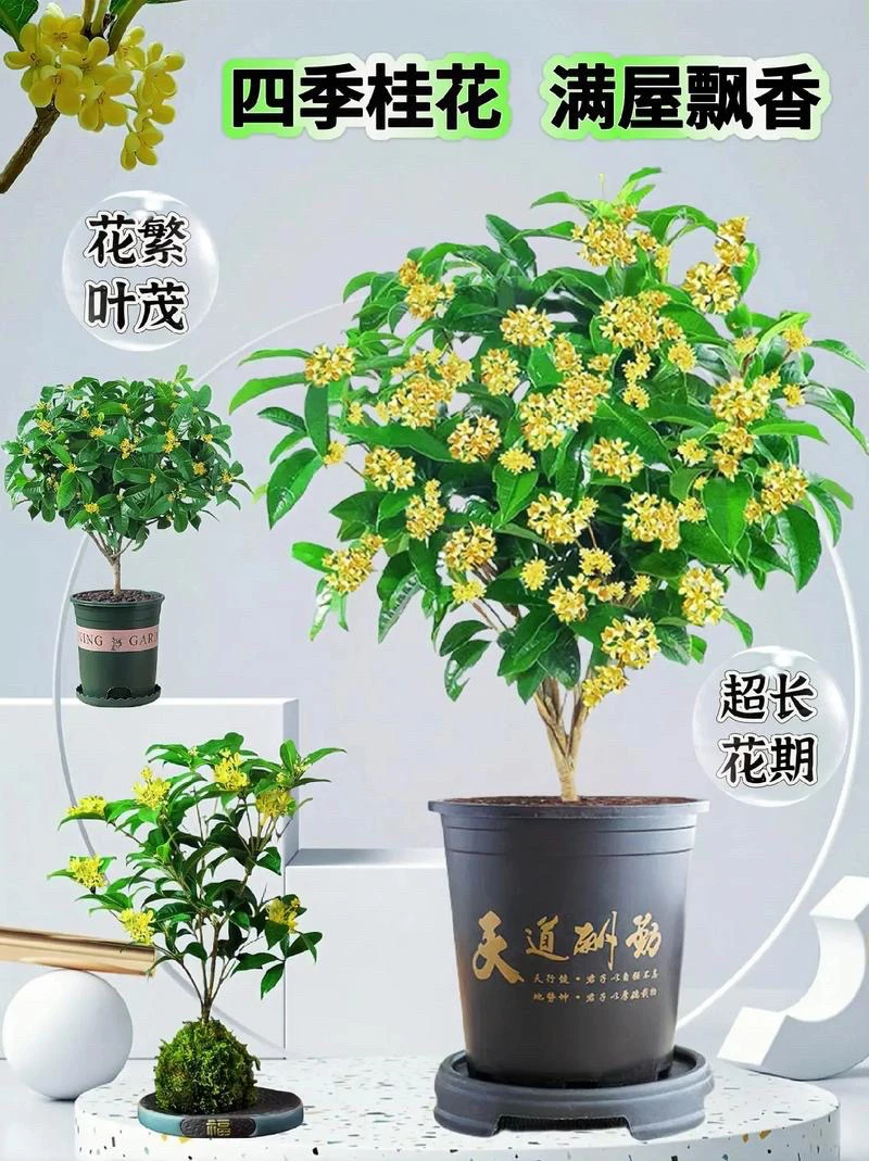 香水桂花苗地栽盆栽