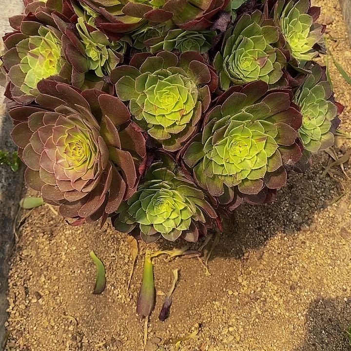 多肉万彩灯348多肉