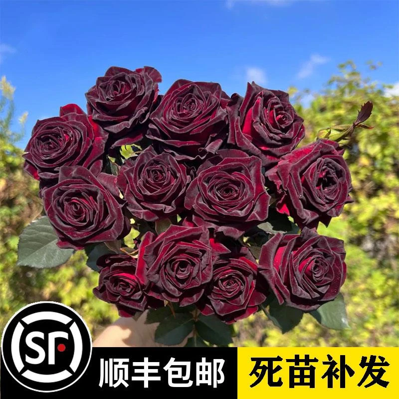 专柜品牌浓香大花玫瑰花苗黑巴克紫黑色四季开阳台月季大苗盆栽花