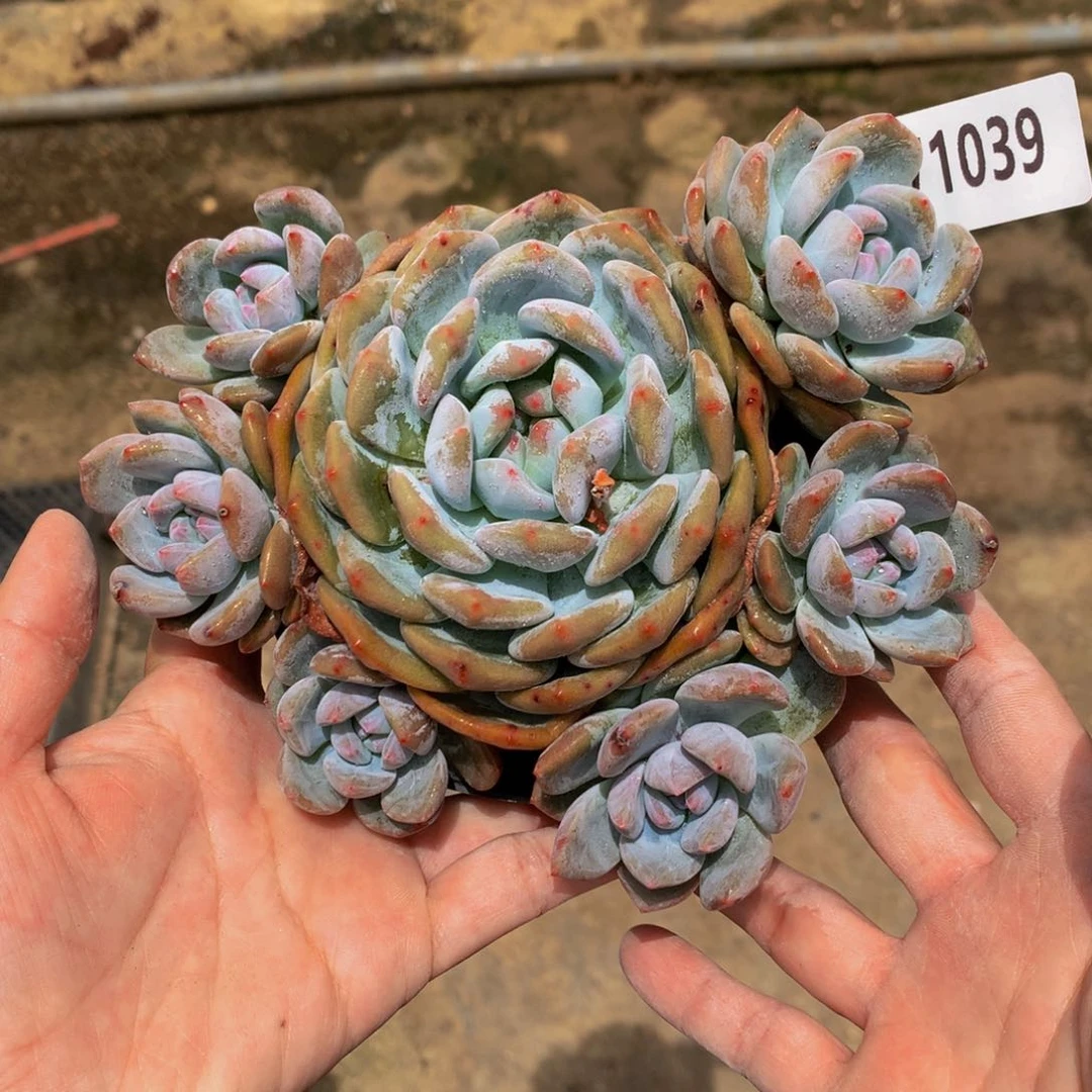 71039多头一个嗯嗯嗯嗯加油