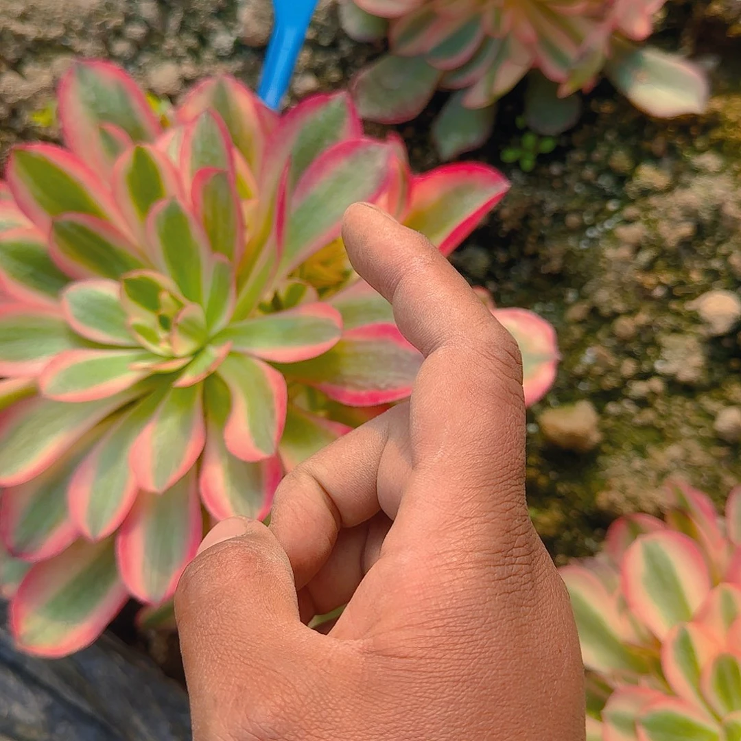 1142香妃多肉哦哦哦哦哦