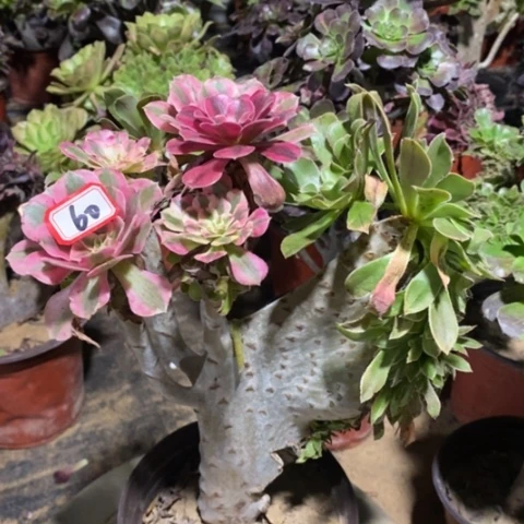 潮***员原始绿缀嫁接的一物一拍，