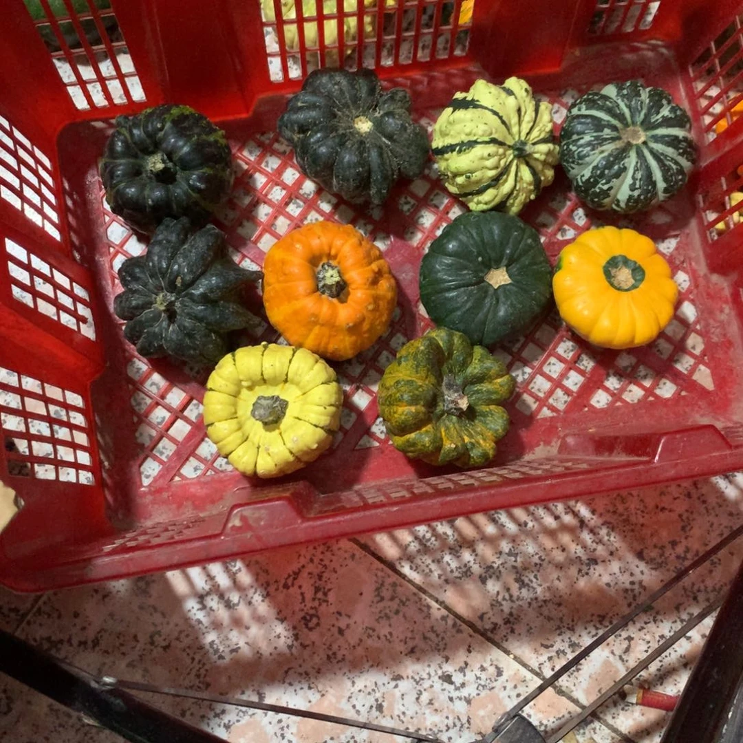 独**空墨西哥！墨西哥！墨西哥