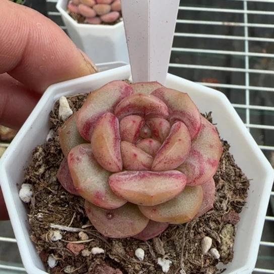 40号葡萄珍妮一物一拍多肉