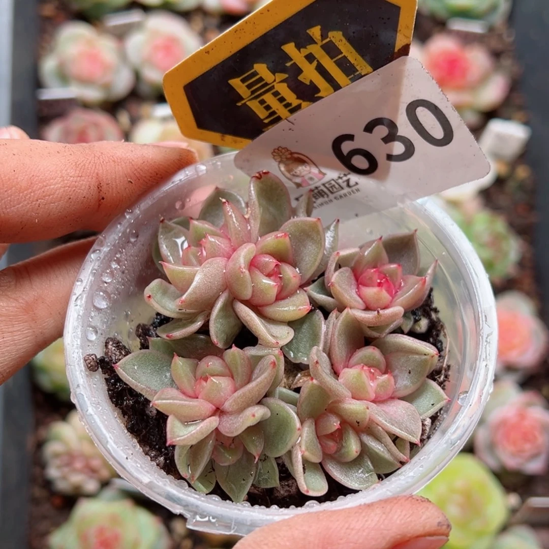 多肉植物多肉植物