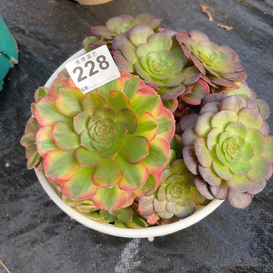 t****e12345 228多肉法师