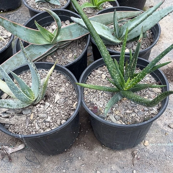 无花朵福利套餐4个品种芦荟
