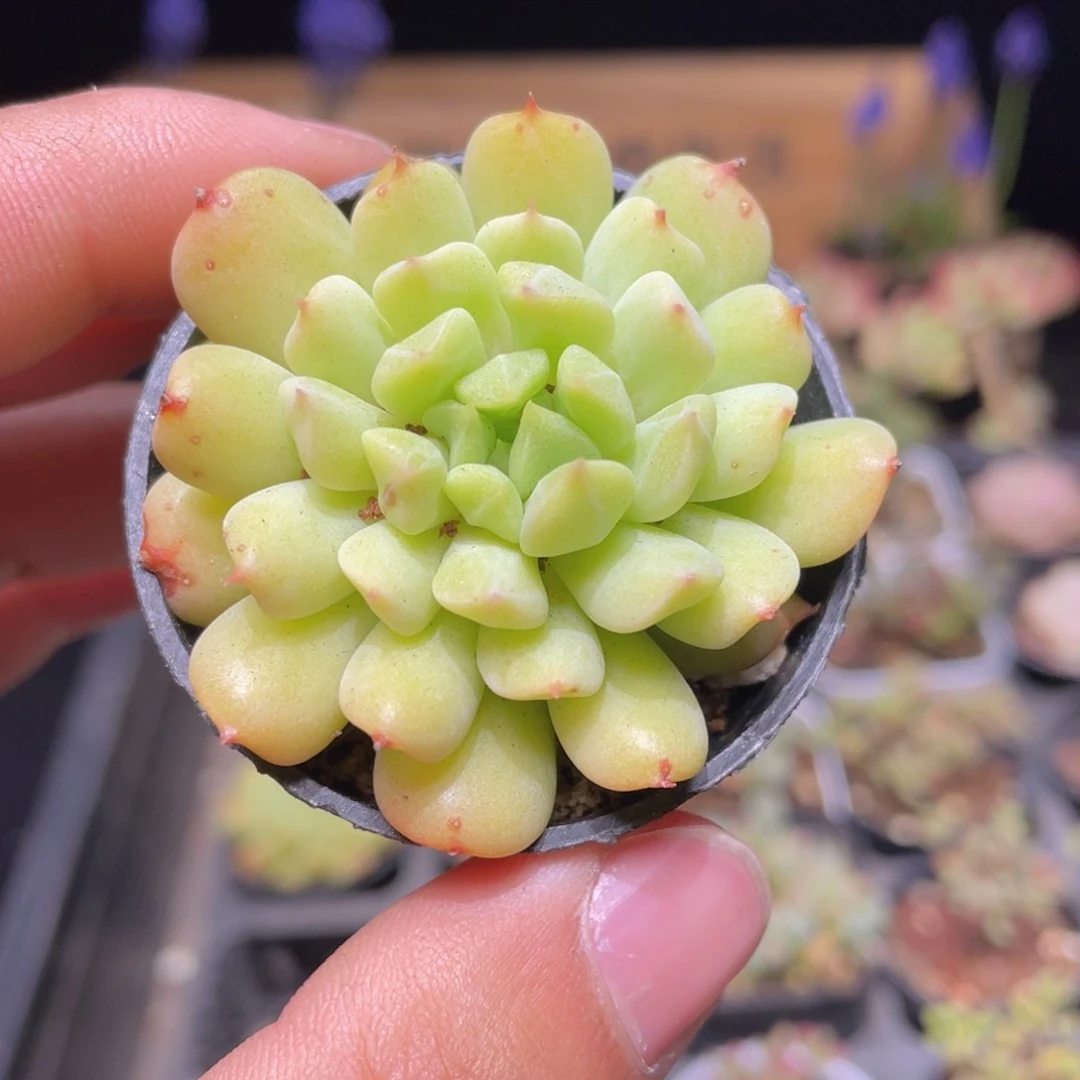 爱尔兰薄荷多肉9.9包邮发货