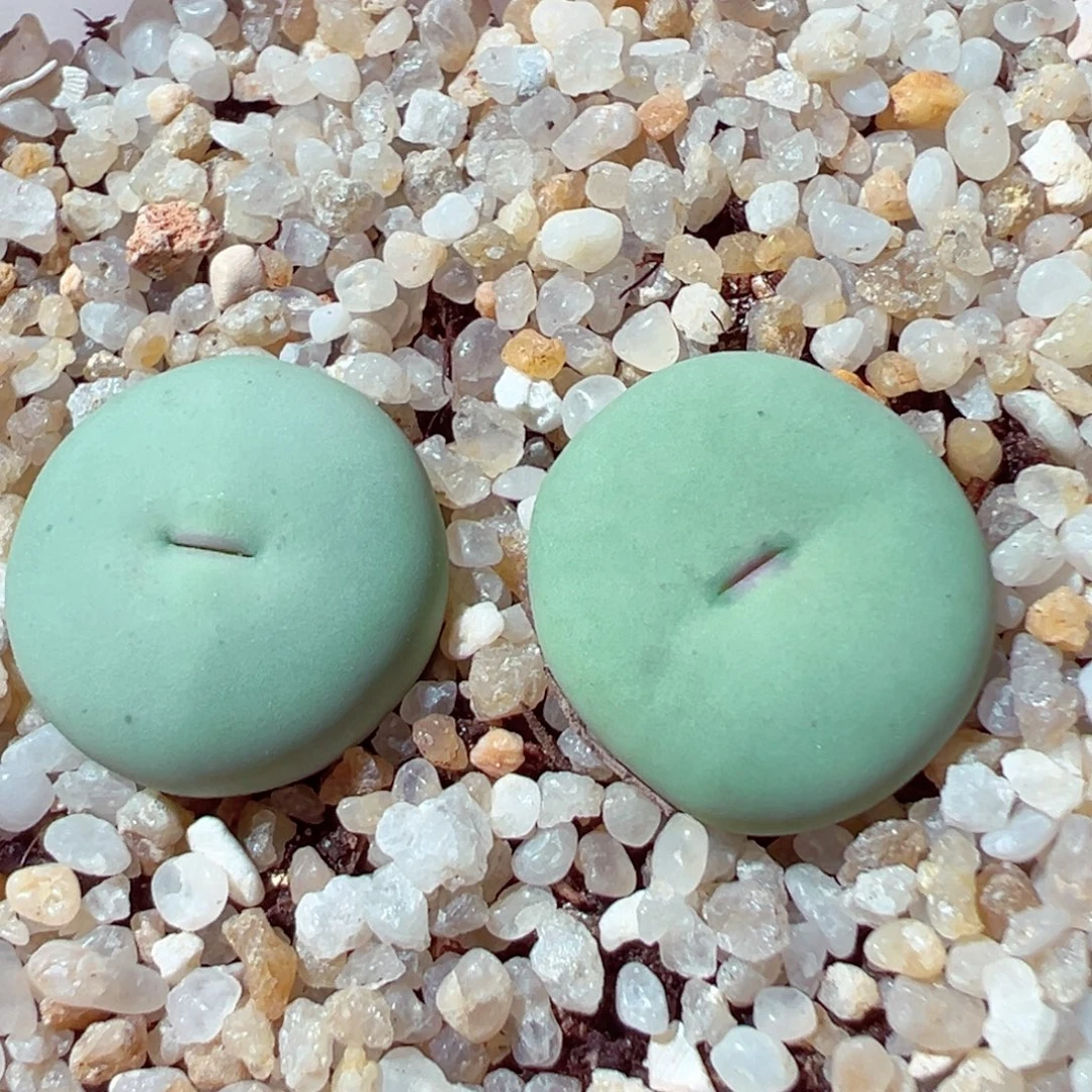 901-193多肉多肉sub嘴