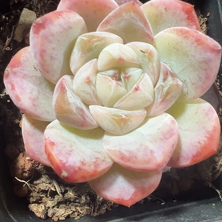 厚梦精品多肉植物大战