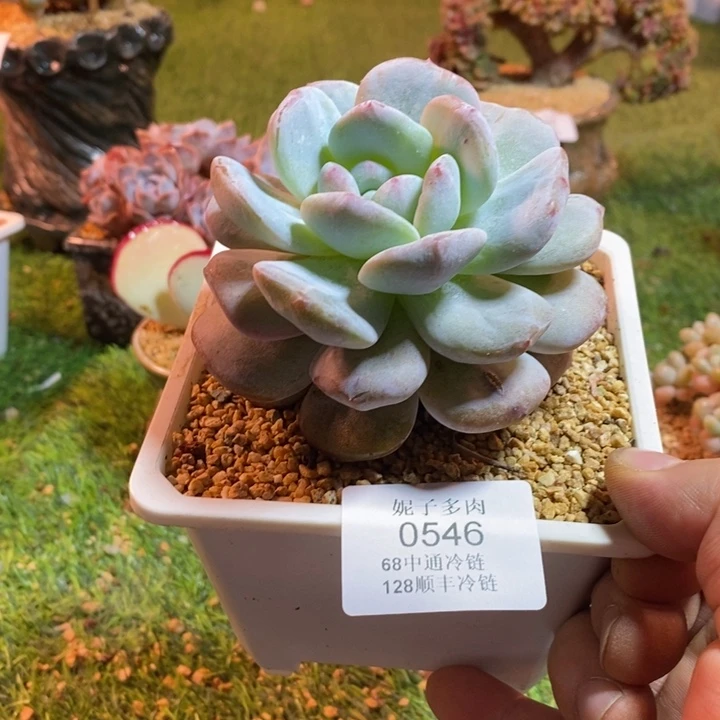 0546啊啊啊啊啊啊啊啊啊啊啊啊