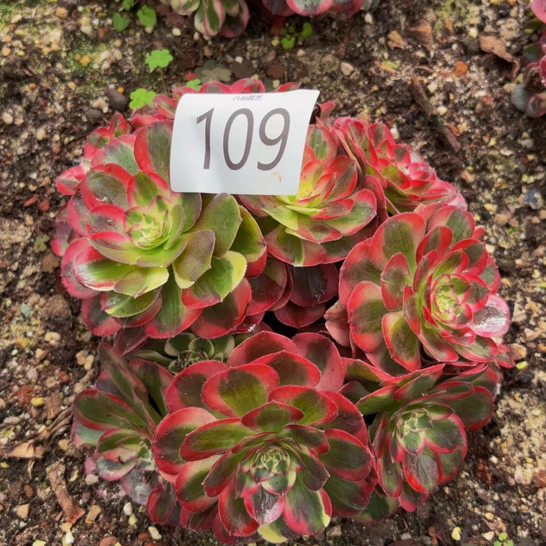 109多肉植物鸿运特价