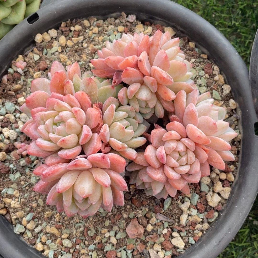 梦之雪冠幅15 公分一物一拍