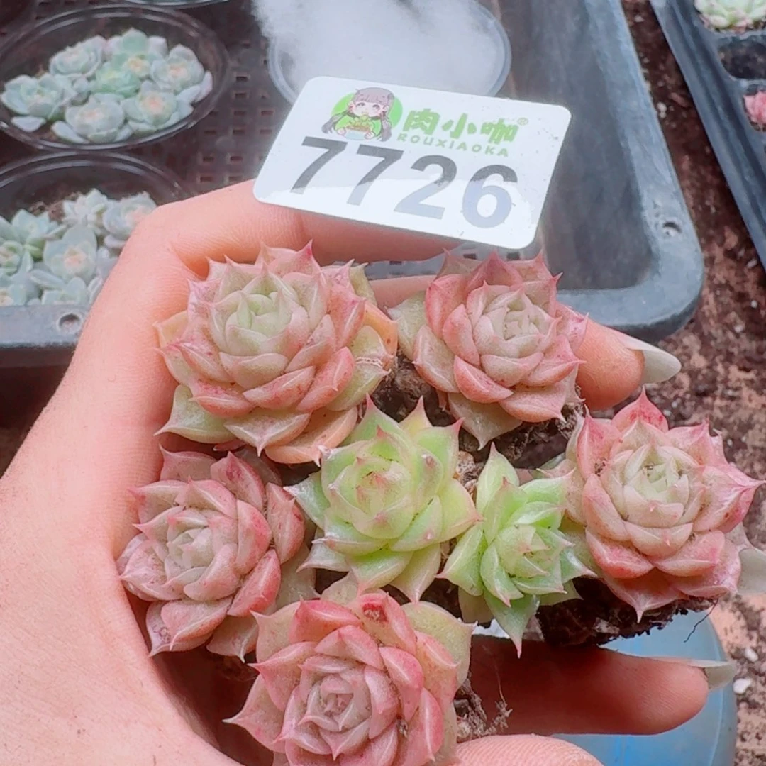 多肉植物多肉植物