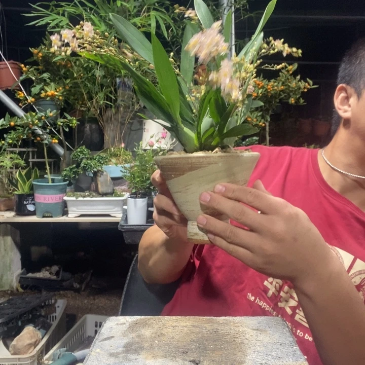 突****以实际为准盆景绿植盆栽167