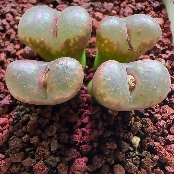 开播福利来啦。  380