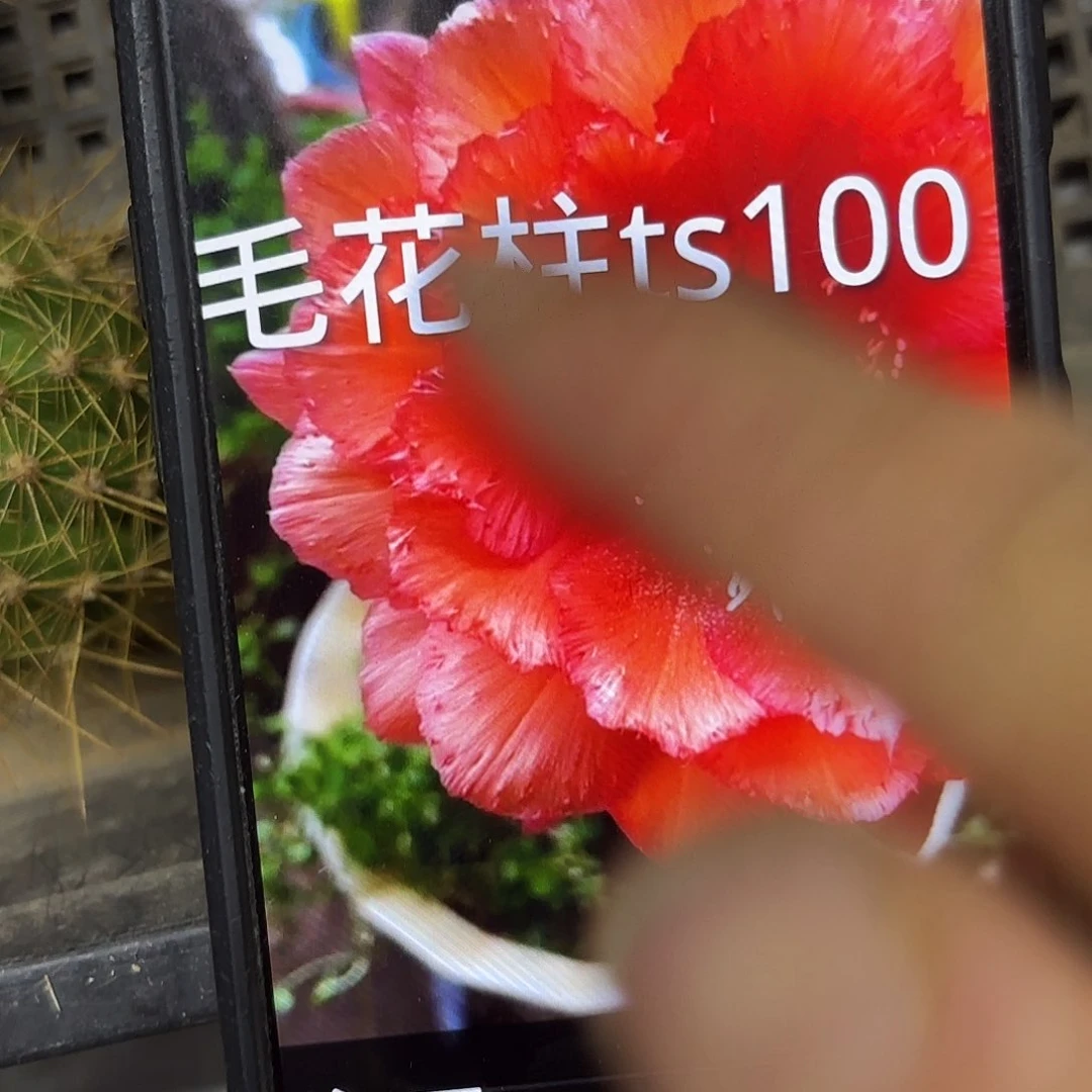 Ts100毛侧牙20包邮仙人球26