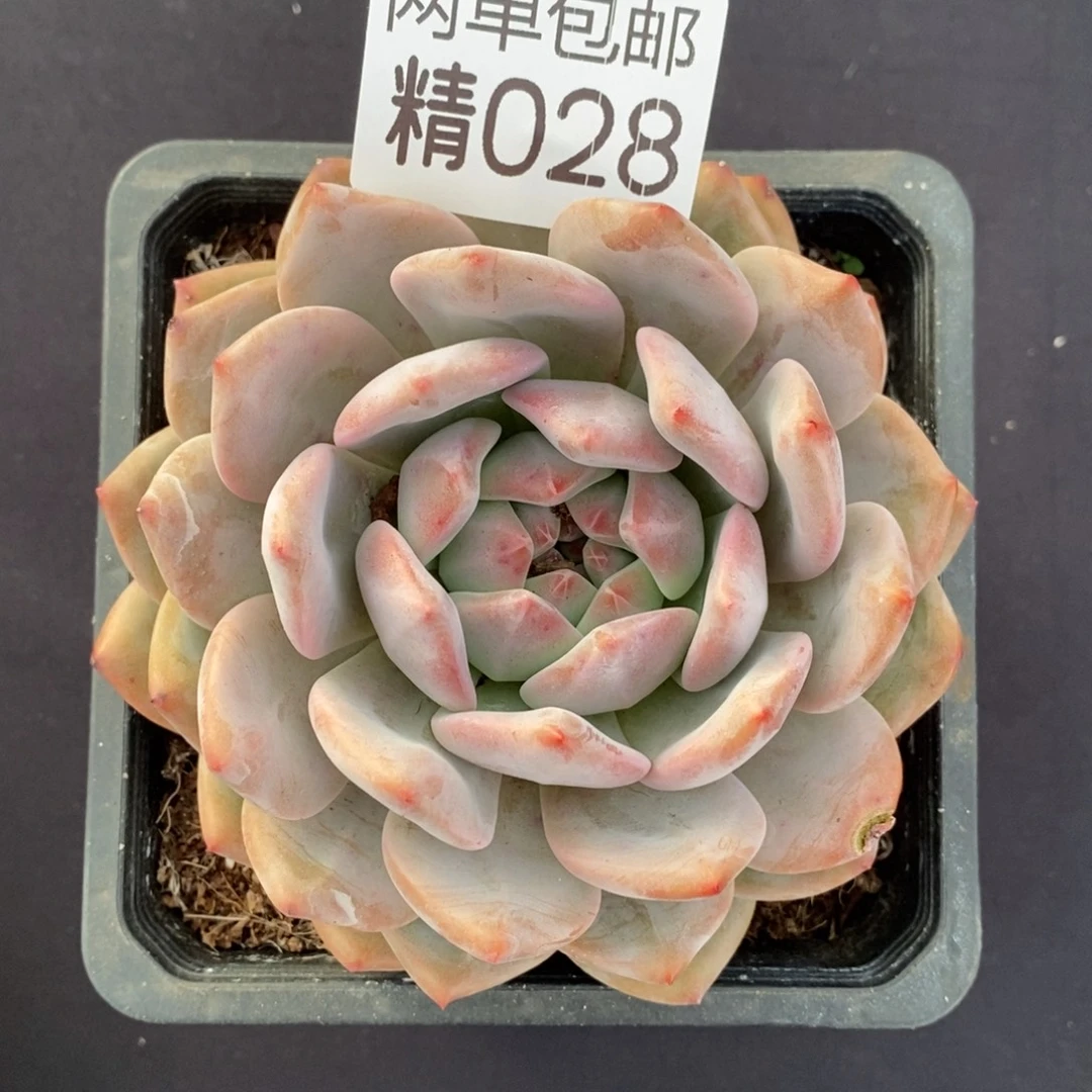 哈哈哈哈哈哈哈哈028