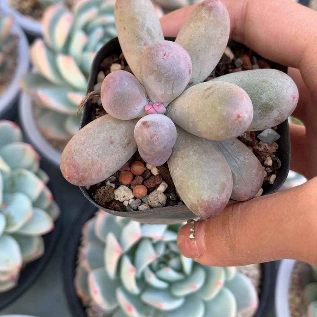 米可米可米可225