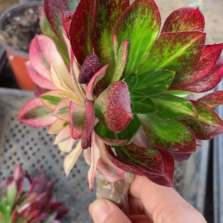 440魅影七彩嫁接多肉12345678