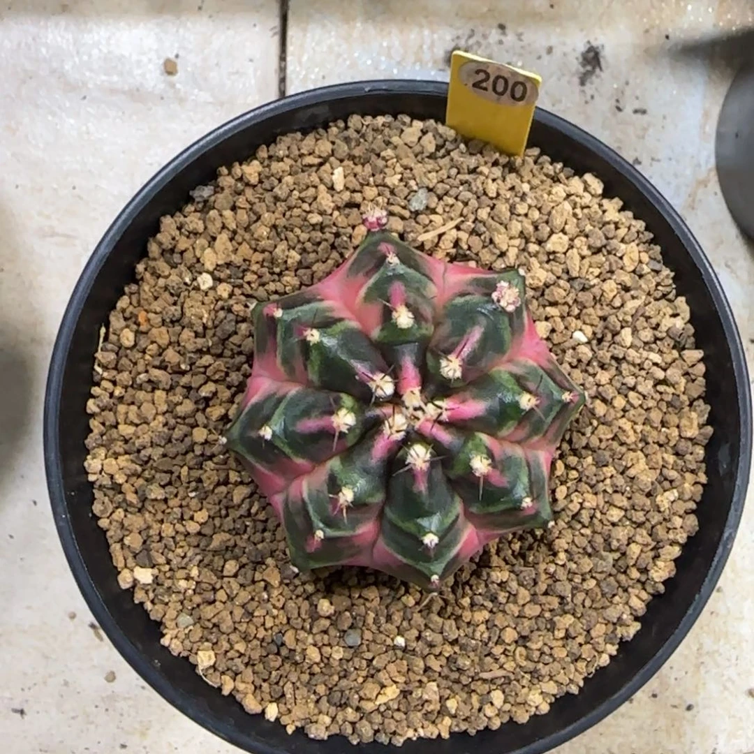 泰系名品侧芽幸运种子