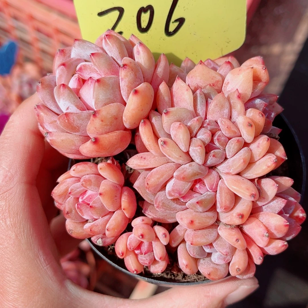 206号小老桩韩橙朵朵缀10头