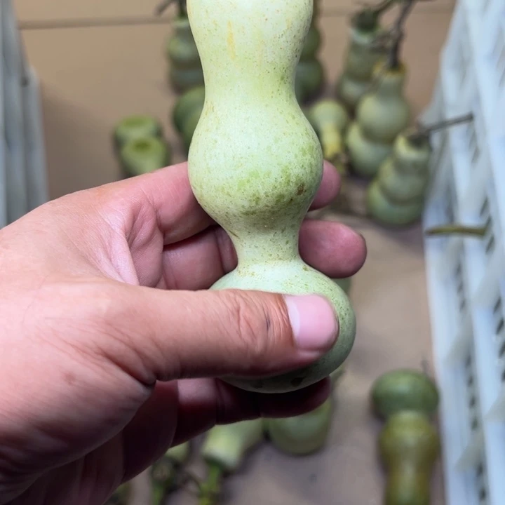 墨***落葫芦葫萝卜切丝备用调料盐