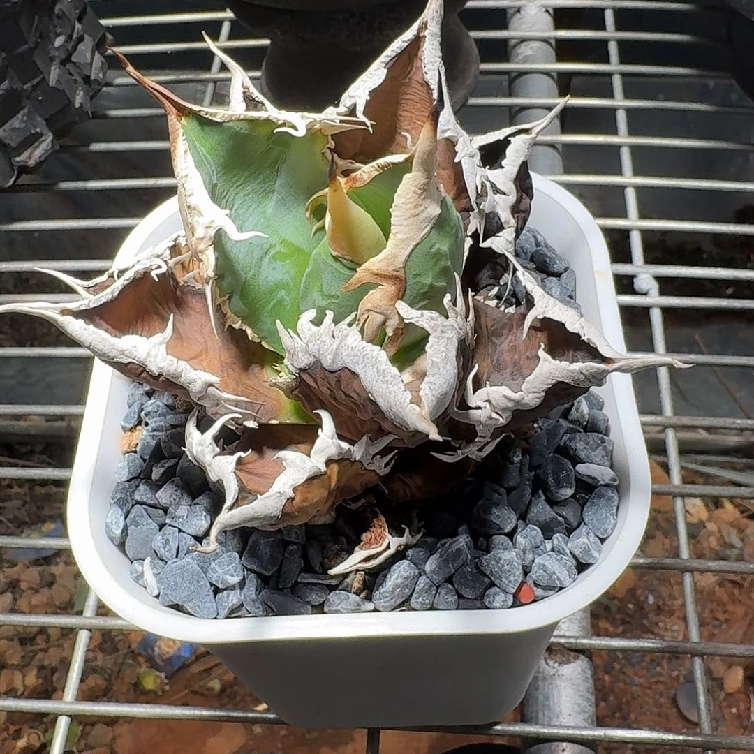 完全开放龙舌兰任王冠狼人