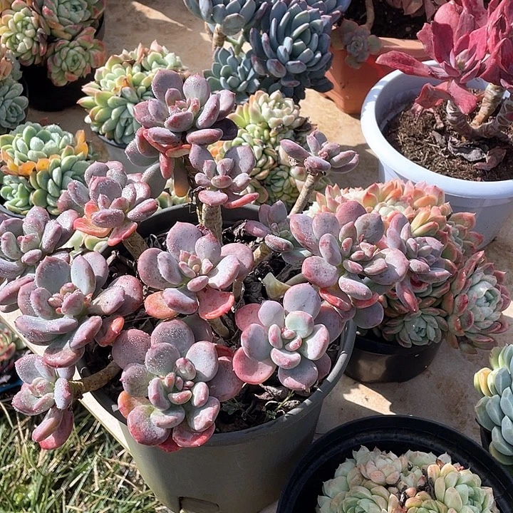 春***语灰姑娘多肉植物群