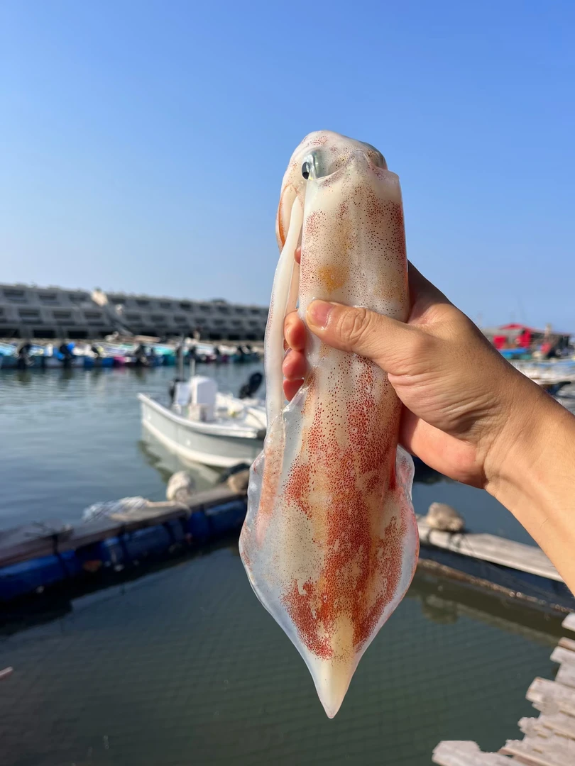 南澳手钓大管鱿鱼白灼新鲜活冻火箭筒野生海鲜