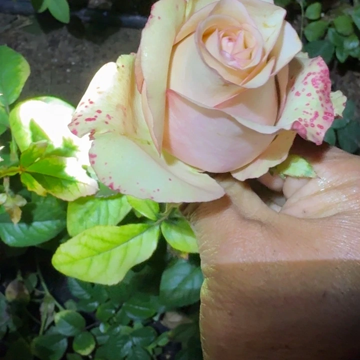 无花朵阿普里科拉小苗