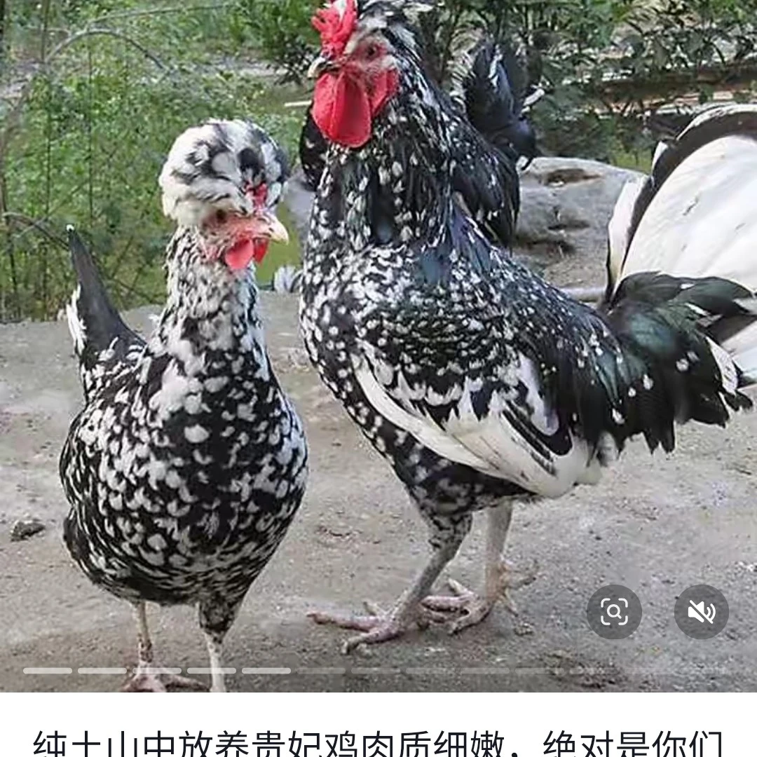 贵妃鸡 半斤 包邮