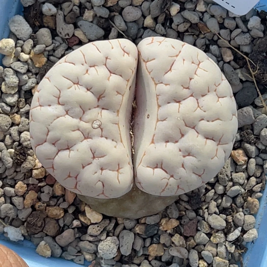 4612白底1891尺寸4.0