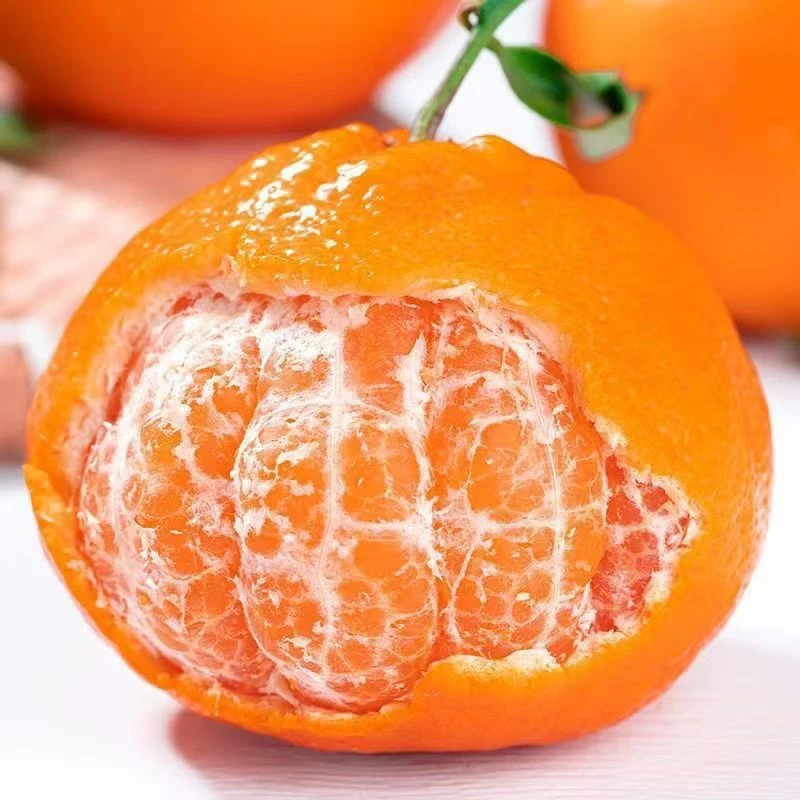 【现摘现发】正宗四川春见耙耙柑新鲜爆汁多汁爽口细腻橘SN