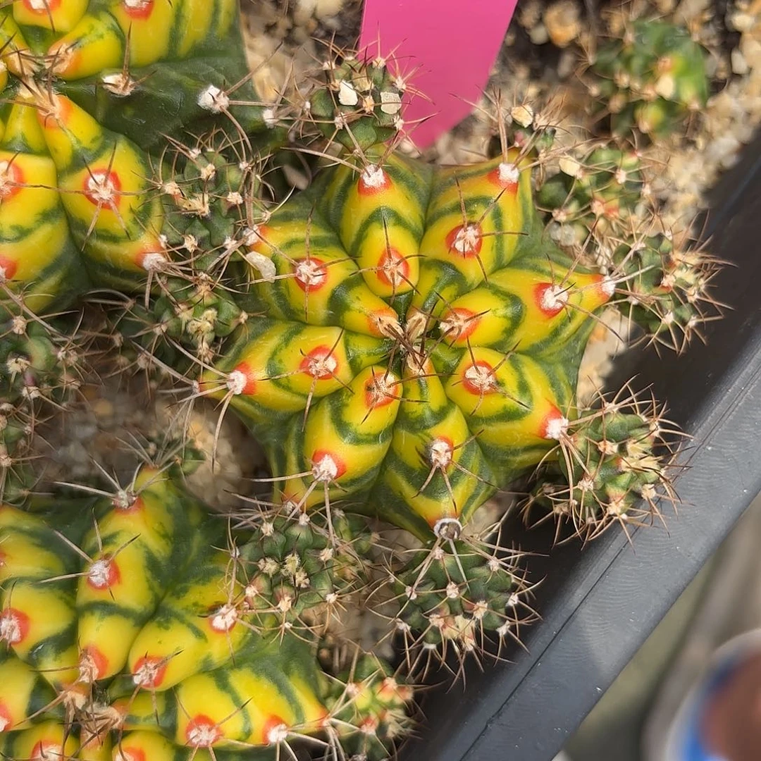 78-0901泰国发货 花田