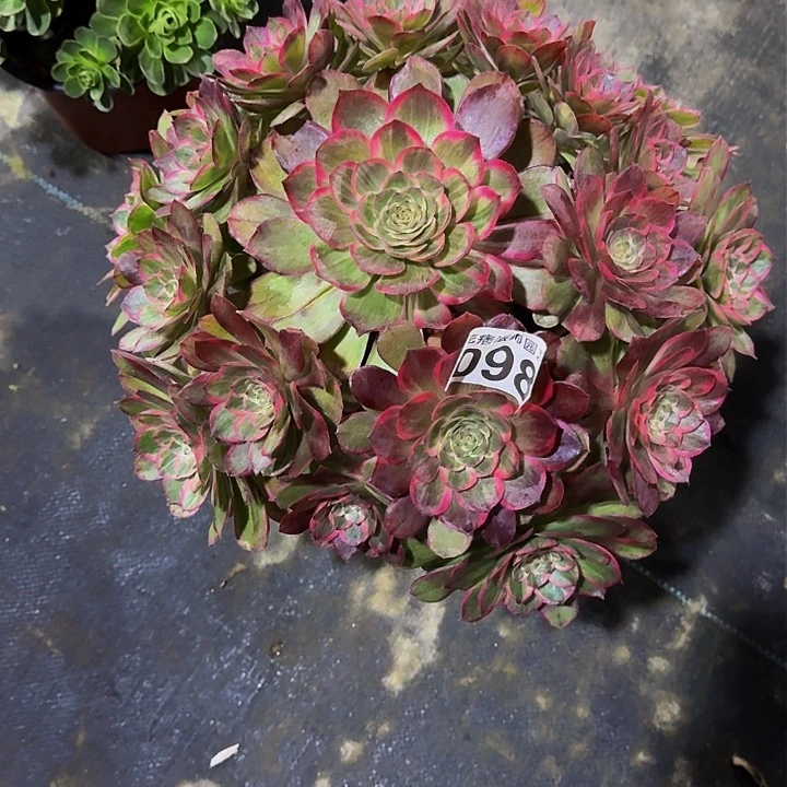 红陶莲花座098000