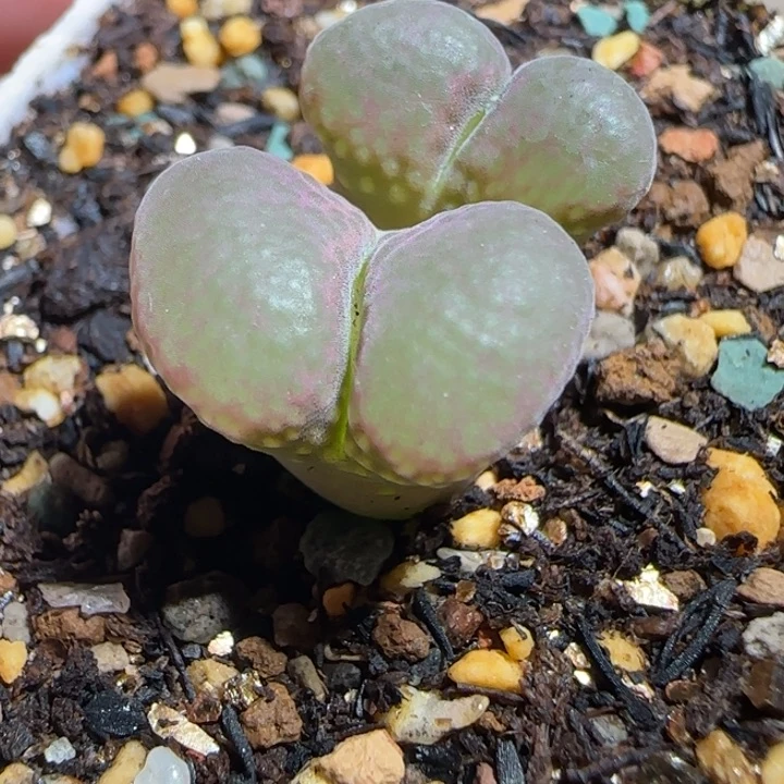 v***酱多肉植物风铃玉一颗36号