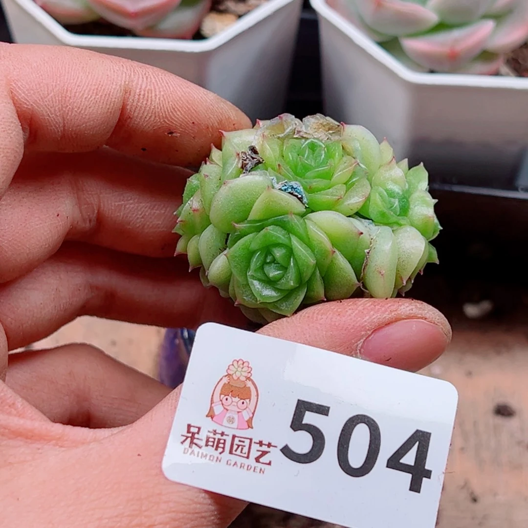 张*墩多肉植物多肉植物