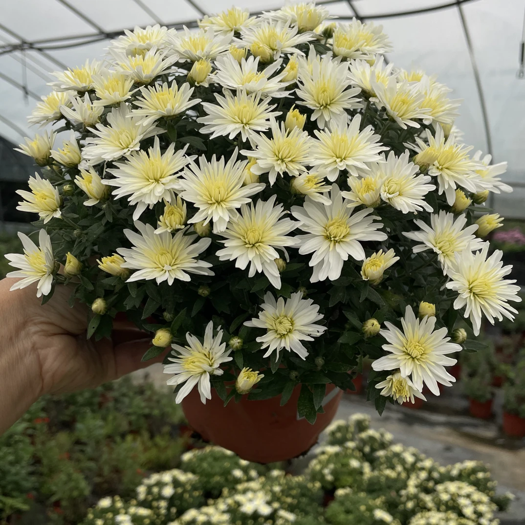 15厘米口径盆球菊1盆包邮