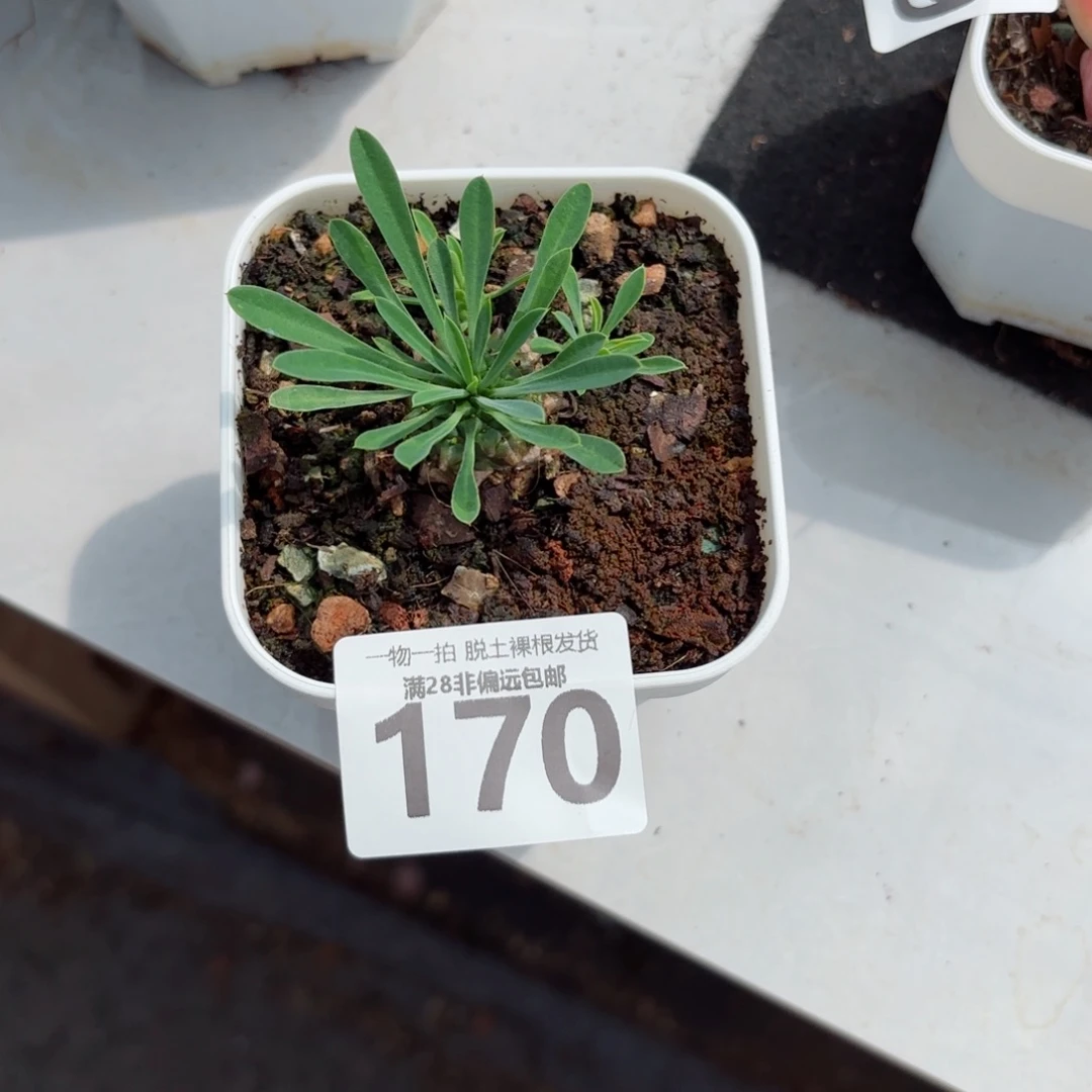 铁甲王无盆土发货