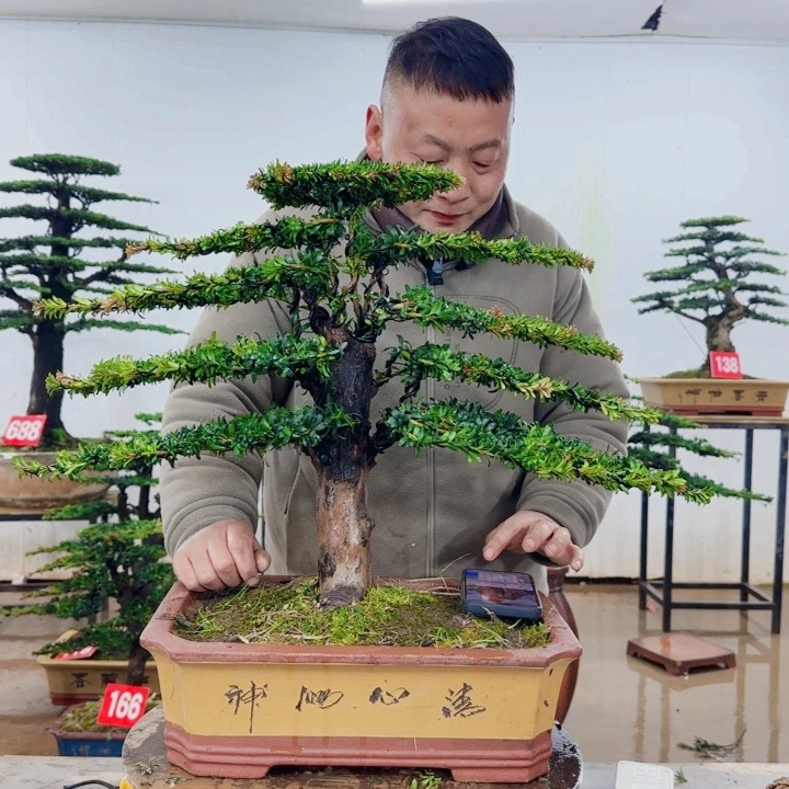 无花朵盆景园林……