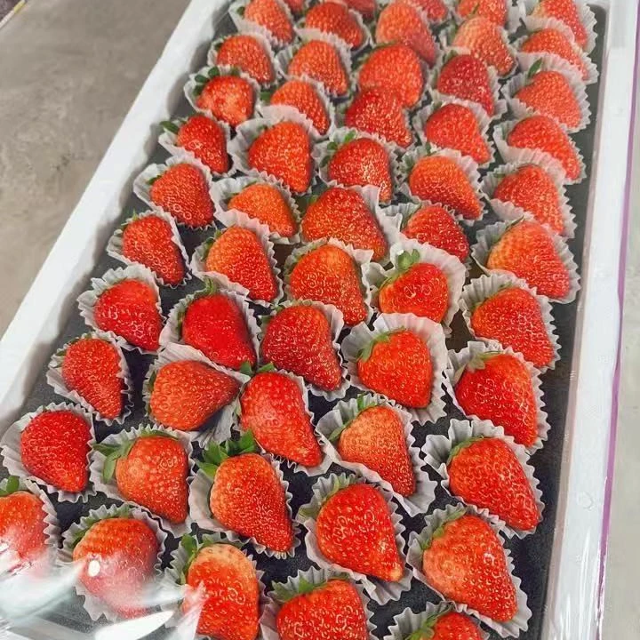 丹东九九草莓【秒杀5排】带箱约2.8-3斤99草莓辽宁省
