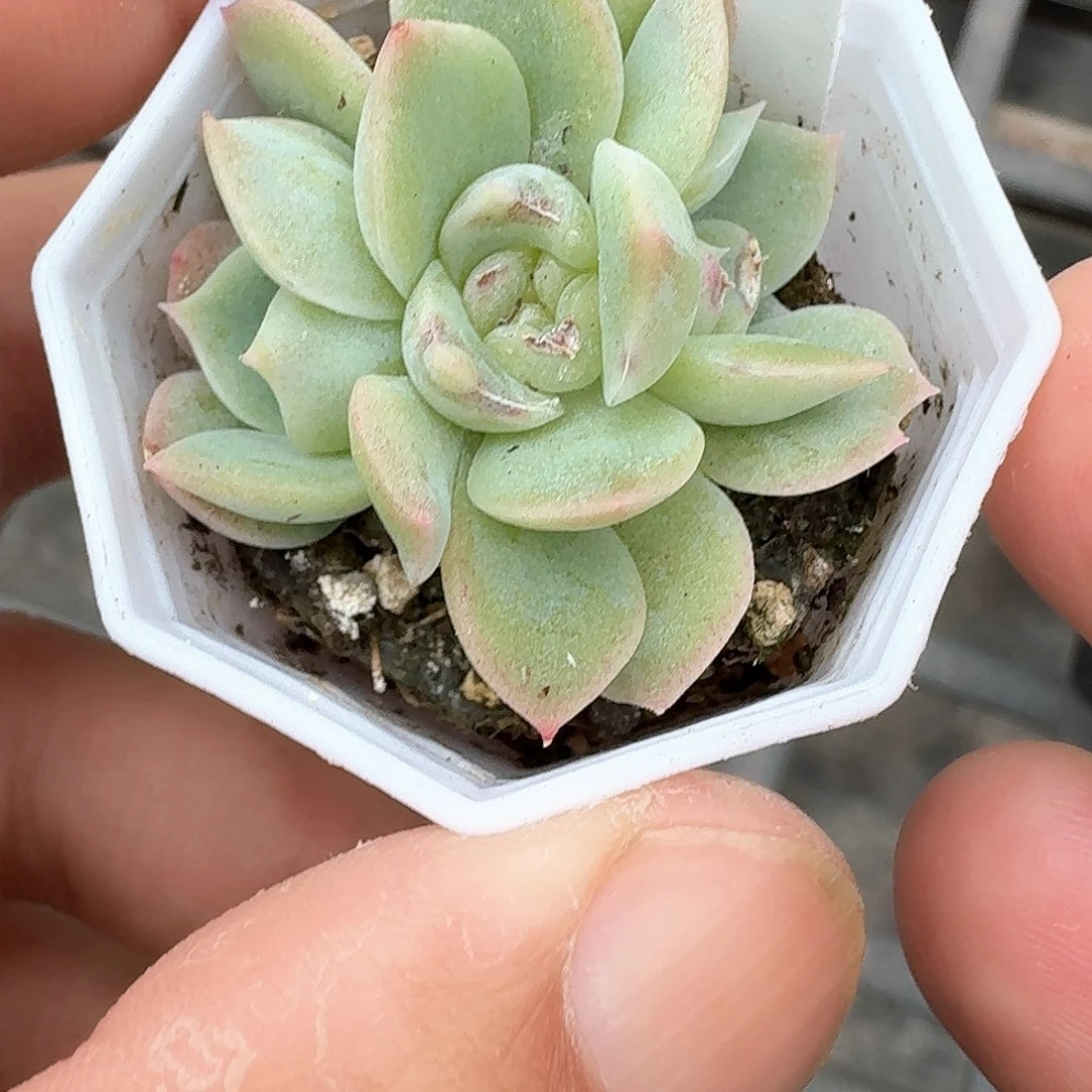 瑶**宝白昼三头多肉植物