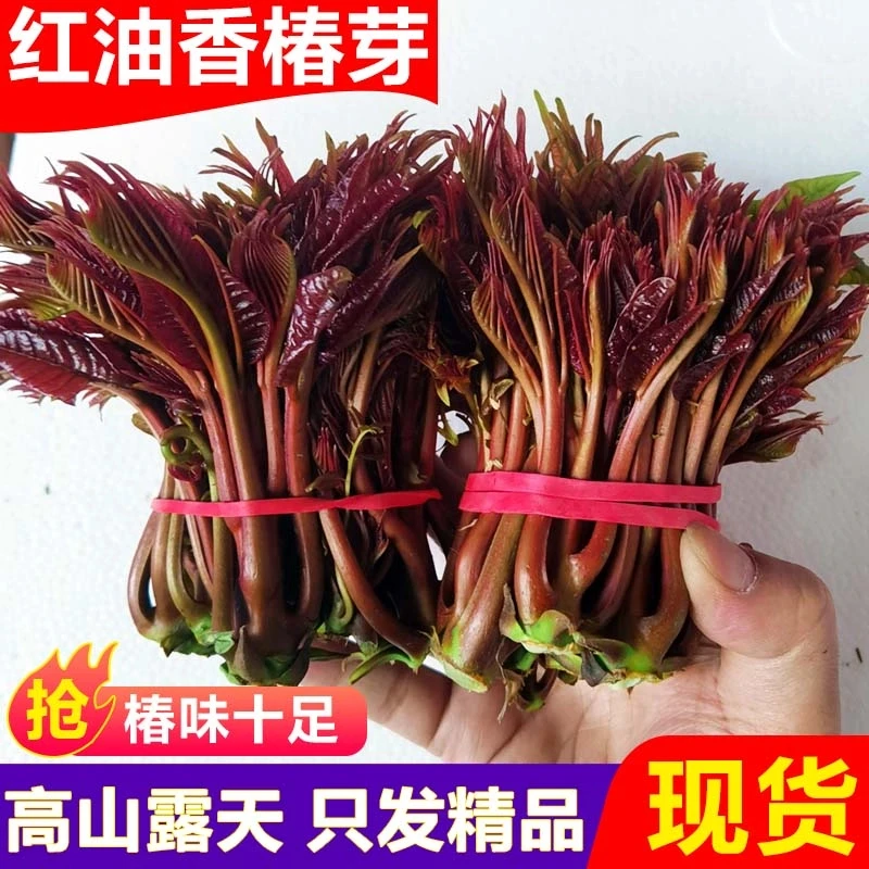 生鲜贵州家庭红油香椿芽新鲜现摘当季头茬嫩芽农家新鲜蔬菜